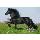 Schmidt Spiele Horses, 2x26, 2x48 db (55588) Gyerek Kirakó