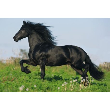 Schmidt Spiele Horses, 2x26, 2x48 db (55588) Gyerek Kirakó