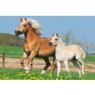 Schmidt Spiele Horses, 2x26, 2x48 db (55588) Gyerek Kirakó