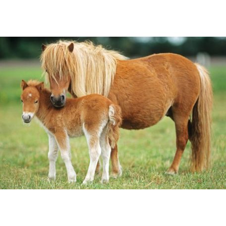 Schmidt Spiele Horses, 2x26, 2x48 db (55588) Gyerek Kirakó