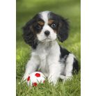 Schmidt Spiele My cutest baby animals, 3x48 db (56361) Gyerek kirakó 