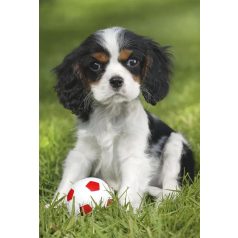   Schmidt Spiele My cutest baby animals, 3x48 db (56361) Gyerek kirakó 