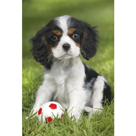 Schmidt Spiele My cutest baby animals, 3x48 db (56361) Gyerek kirakó 